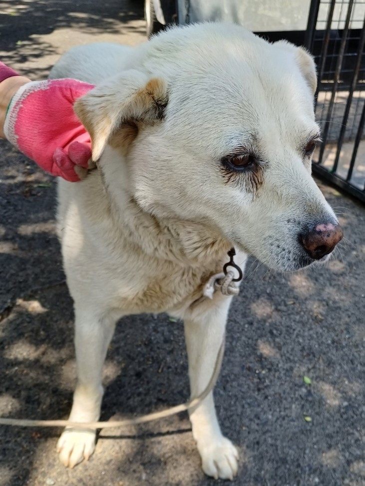 밀양시동물보호센터_448536202300936